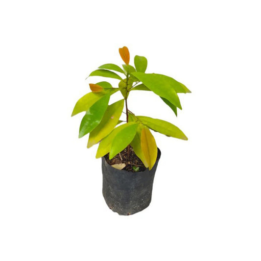バタキリラ (බටකිරිල්ල බීජ) 薬用植物