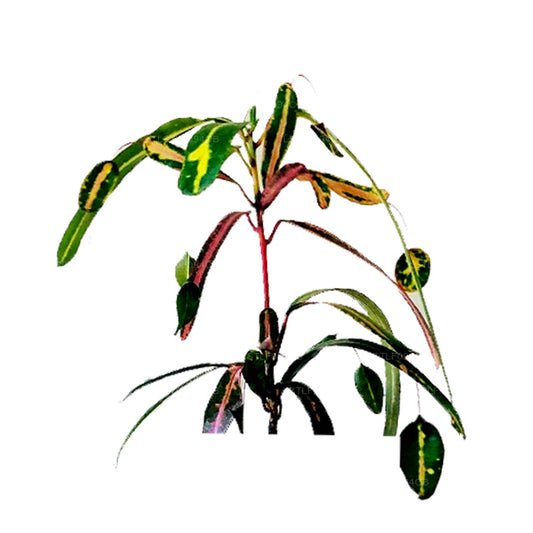 ラックプラビクトリアゴールドベルクロトン (50 葉)