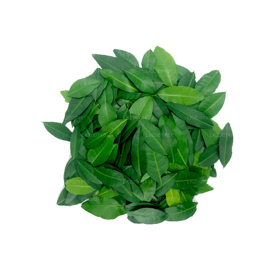 Lakpura フレッシュヤキナラン (Atalantia Ceylanica) 100葉