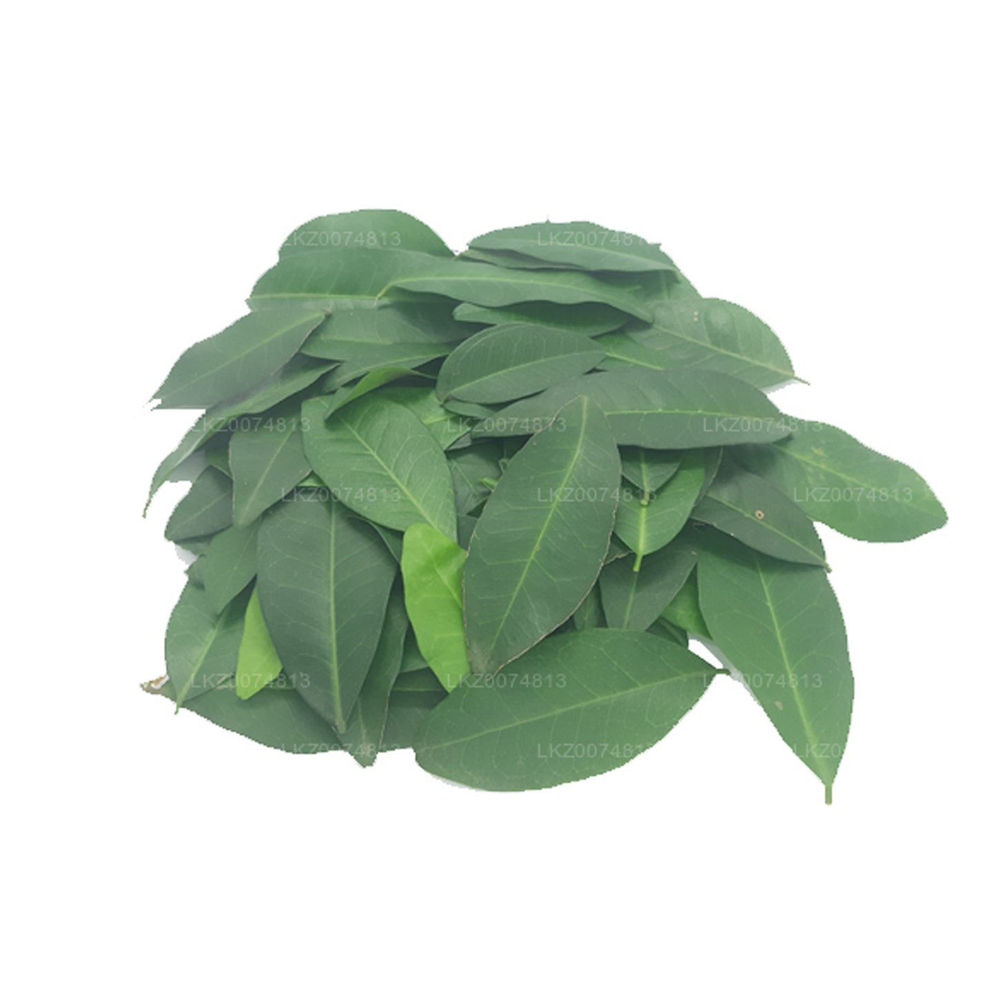 Lakpura フレッシュヤキナラン (Atalantia Ceylanica) 100葉