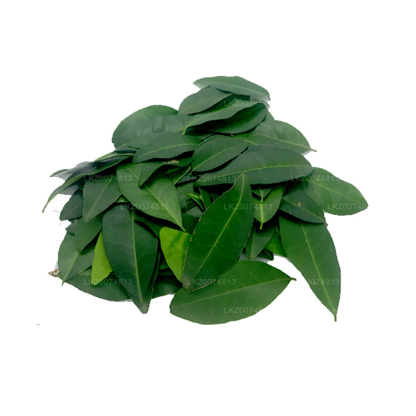 Lakpura フレッシュヤキナラン (Atalantia Ceylanica) 100葉