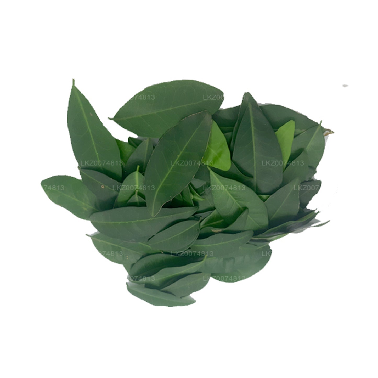 Lakpura フレッシュヤキナラン (Atalantia Ceylanica) 100葉
