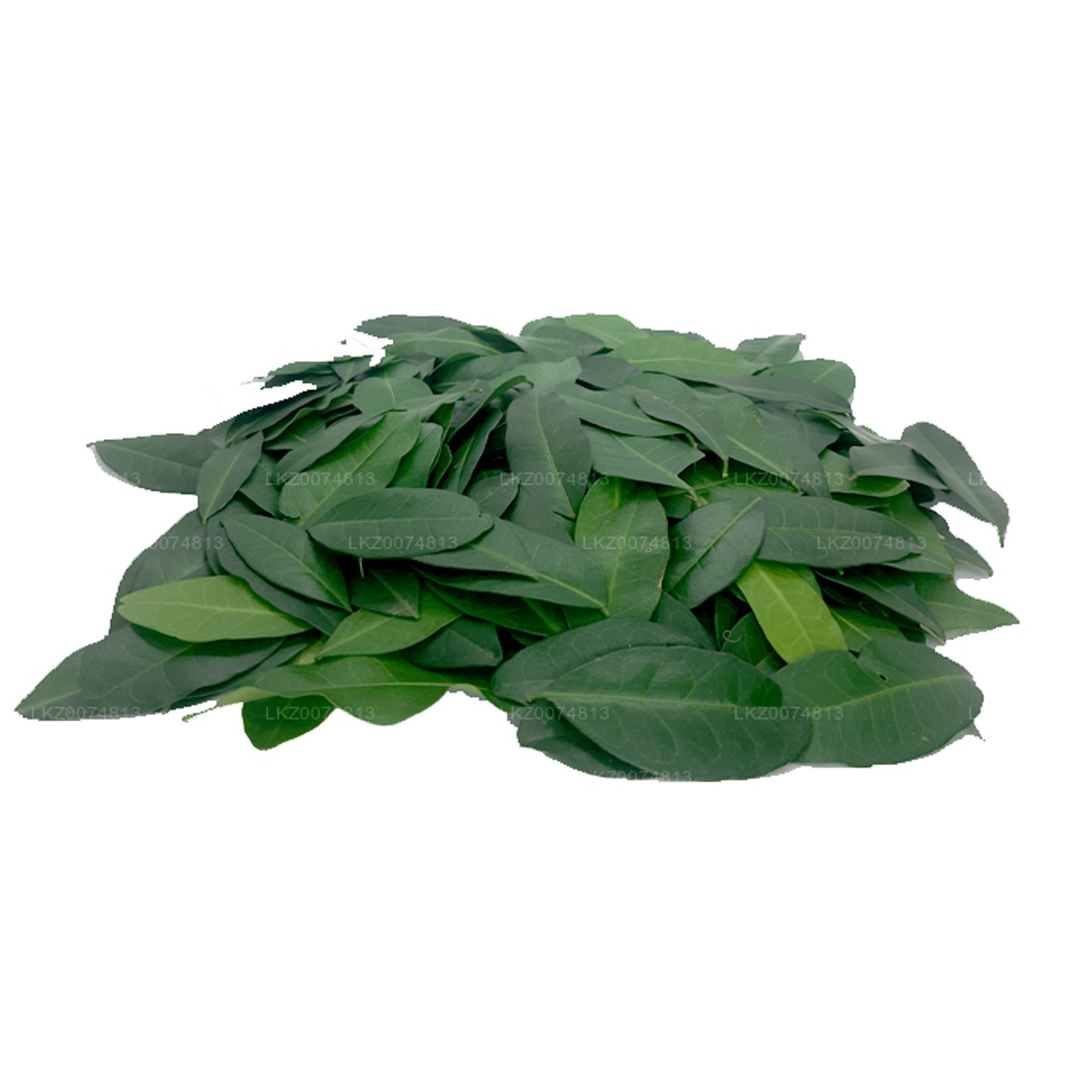 Lakpura フレッシュヤキナラン (Atalantia Ceylanica) 100葉
