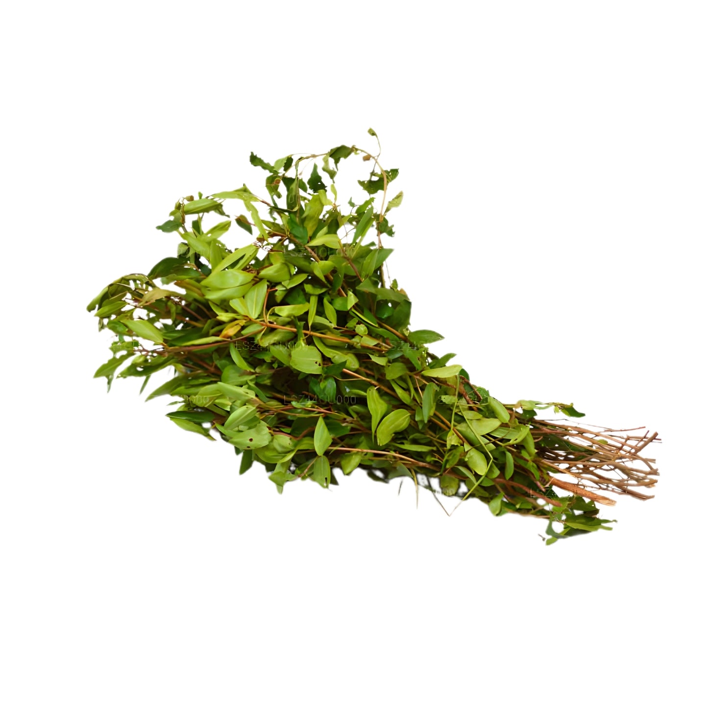 ボビティヤの葉 (125g)