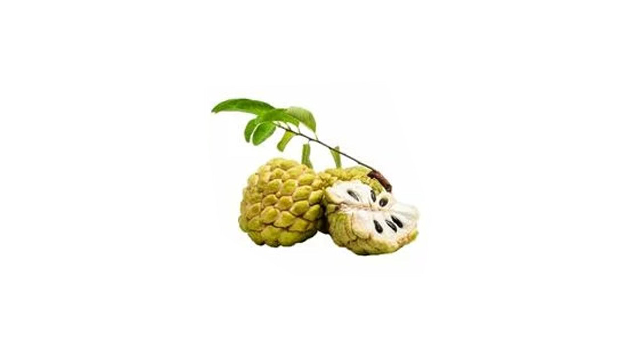 バンコク カスタード アップル (බැංකොක් සීනි අනෝදා) 果樹