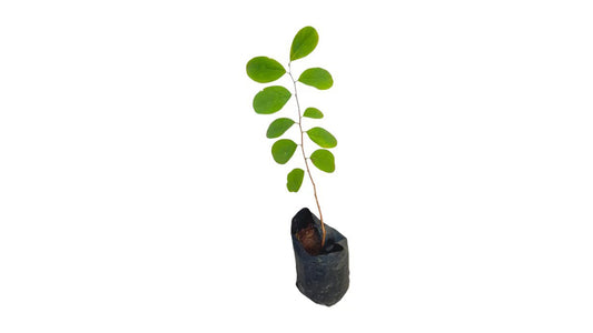 ガジャマダラ (ගජමදාරා) 薬用植物