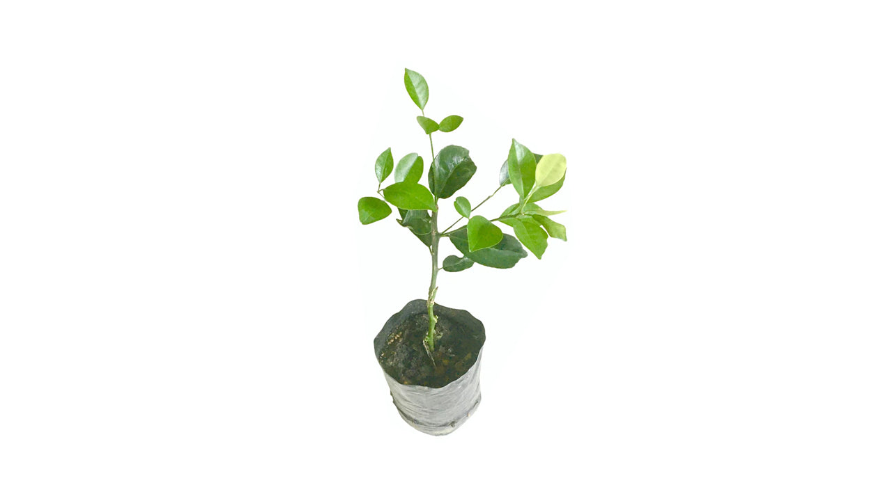 ヒーン・ナラン (හීන් නාරන් බද්ධ) 果樹