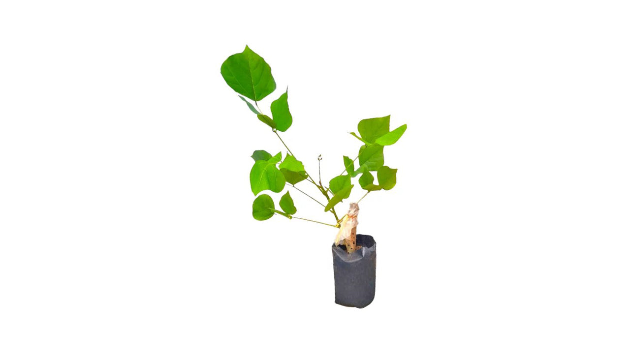 インドサンゴの木 (එරබදු) 薬用植物