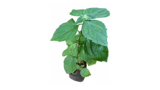 コーラン (කොල්ලං) 薬用植物