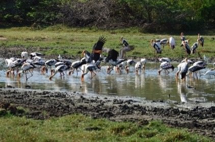 ヒッカドゥワ発、野生の驚異と隠された寺院 (2 日間)