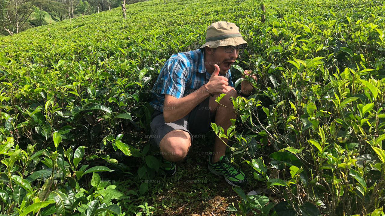 ПУТЕШЕСТВИЕ ВОКРУГ ЦЕЙЛОНА (13 日)