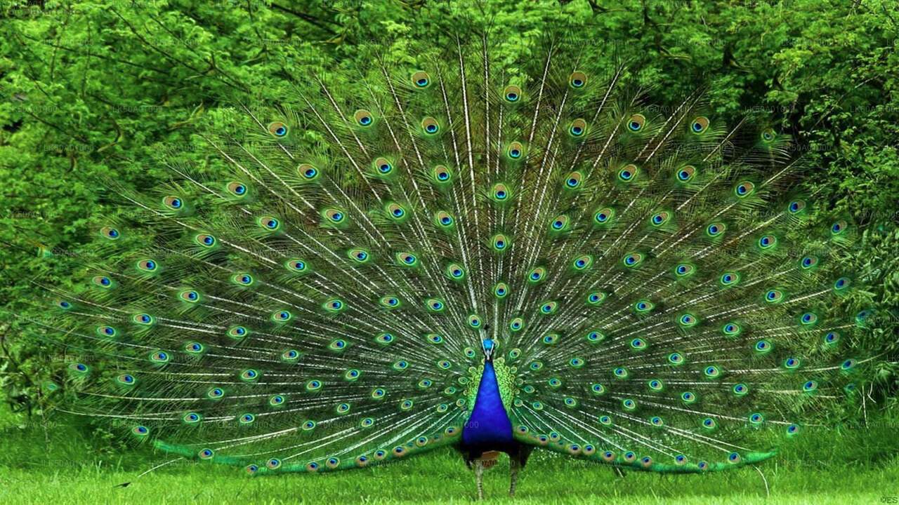 ウダワラウェ国立公園ナチュラリストのいるプライベートサファリ