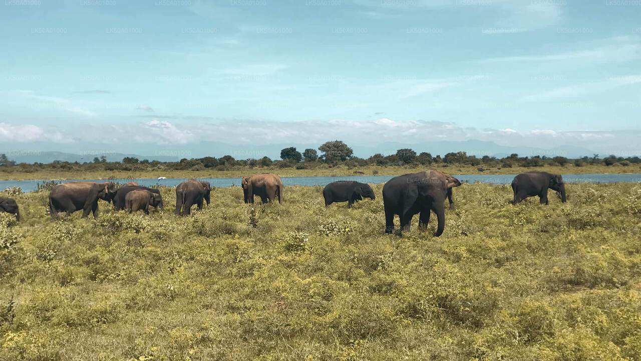 ウダワラウェ国立公園入場券
