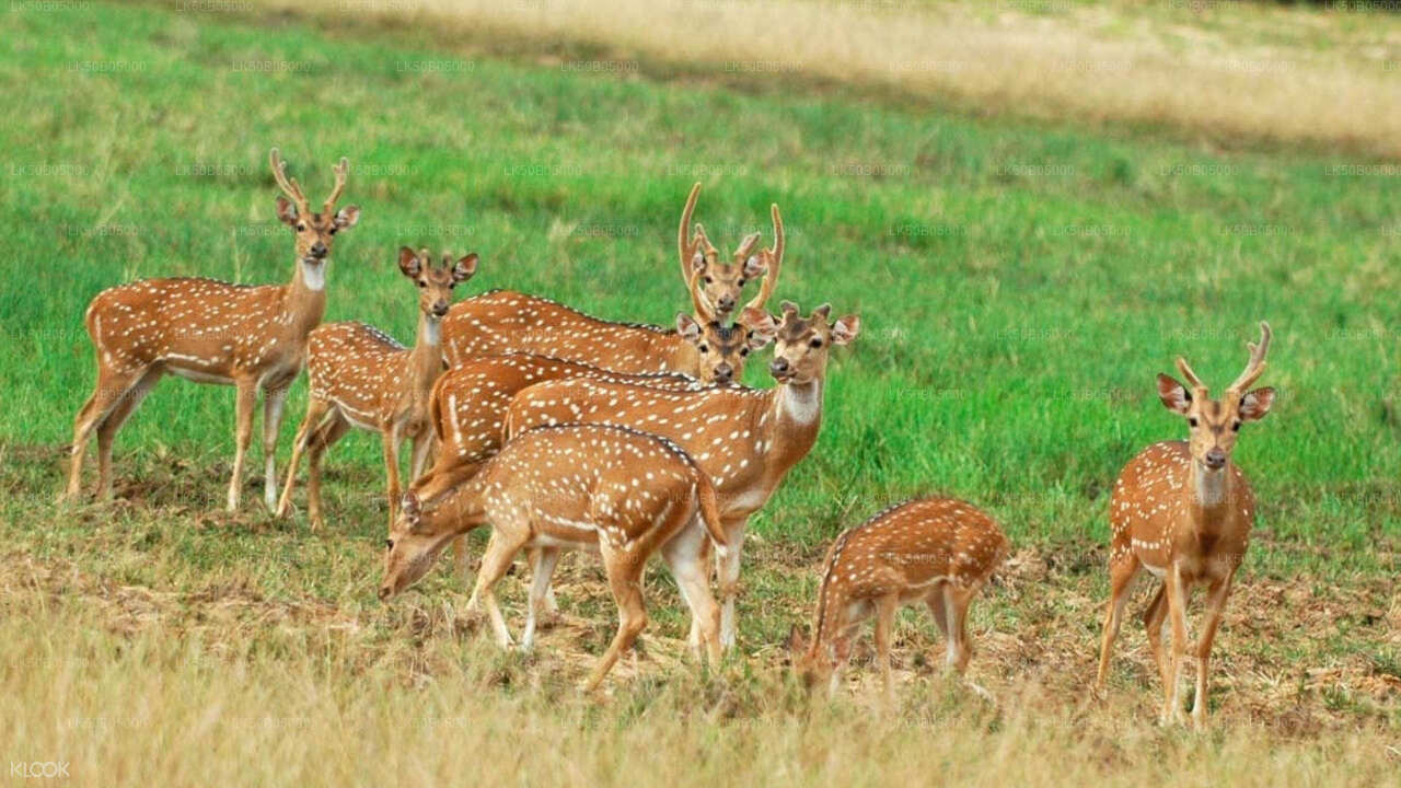シギリヤ発ミネリヤ国立公園プライベートサファリ