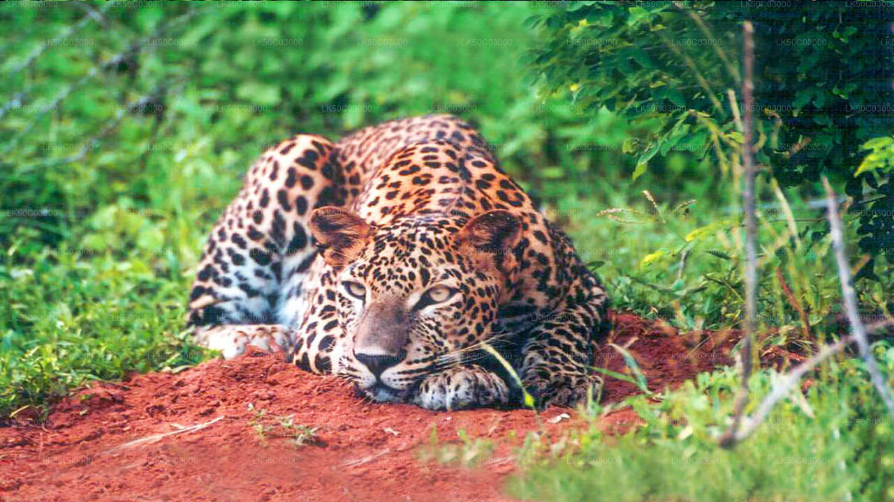 ヤーラ国立公園ヒョウサファリ