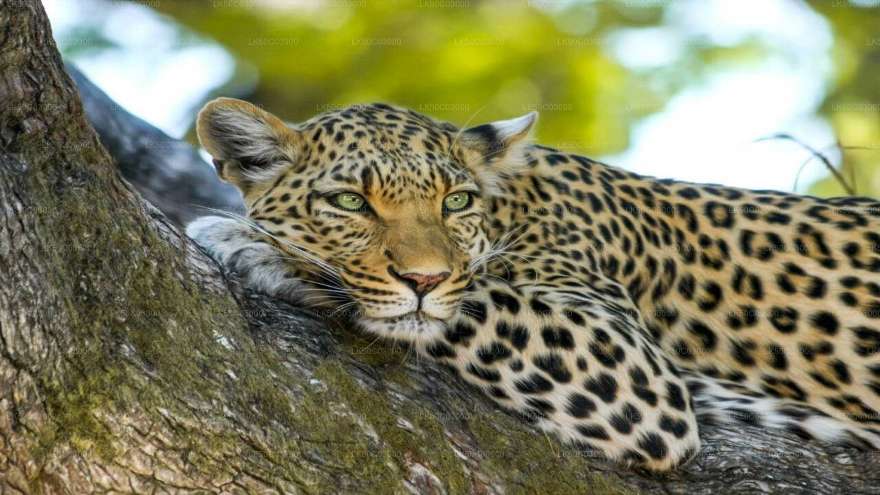 ヤーラ国立公園ヒョウサファリ