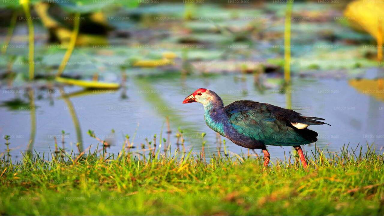 アハンガマ発ブンダラ国立公園サファリ