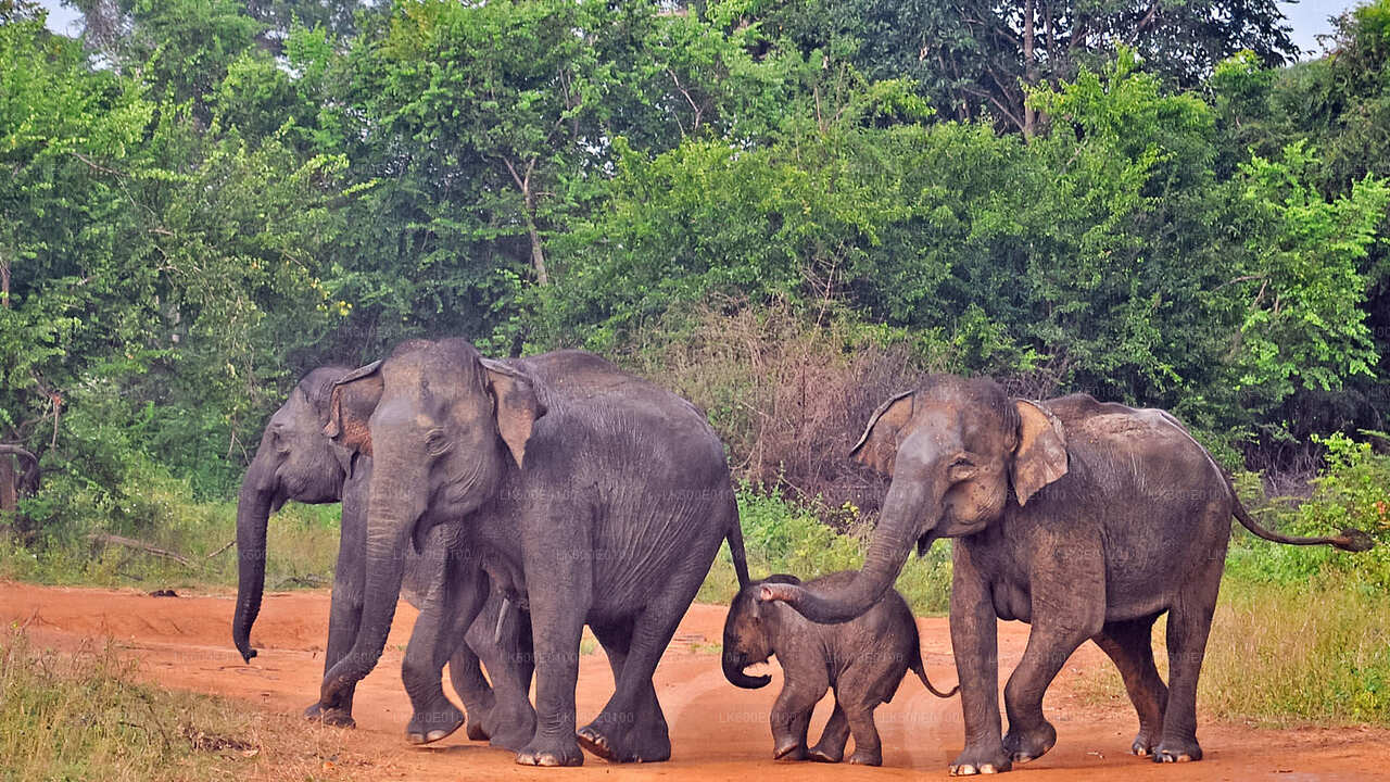 ベールワラ発ウダワラウェ国立公園サファリ