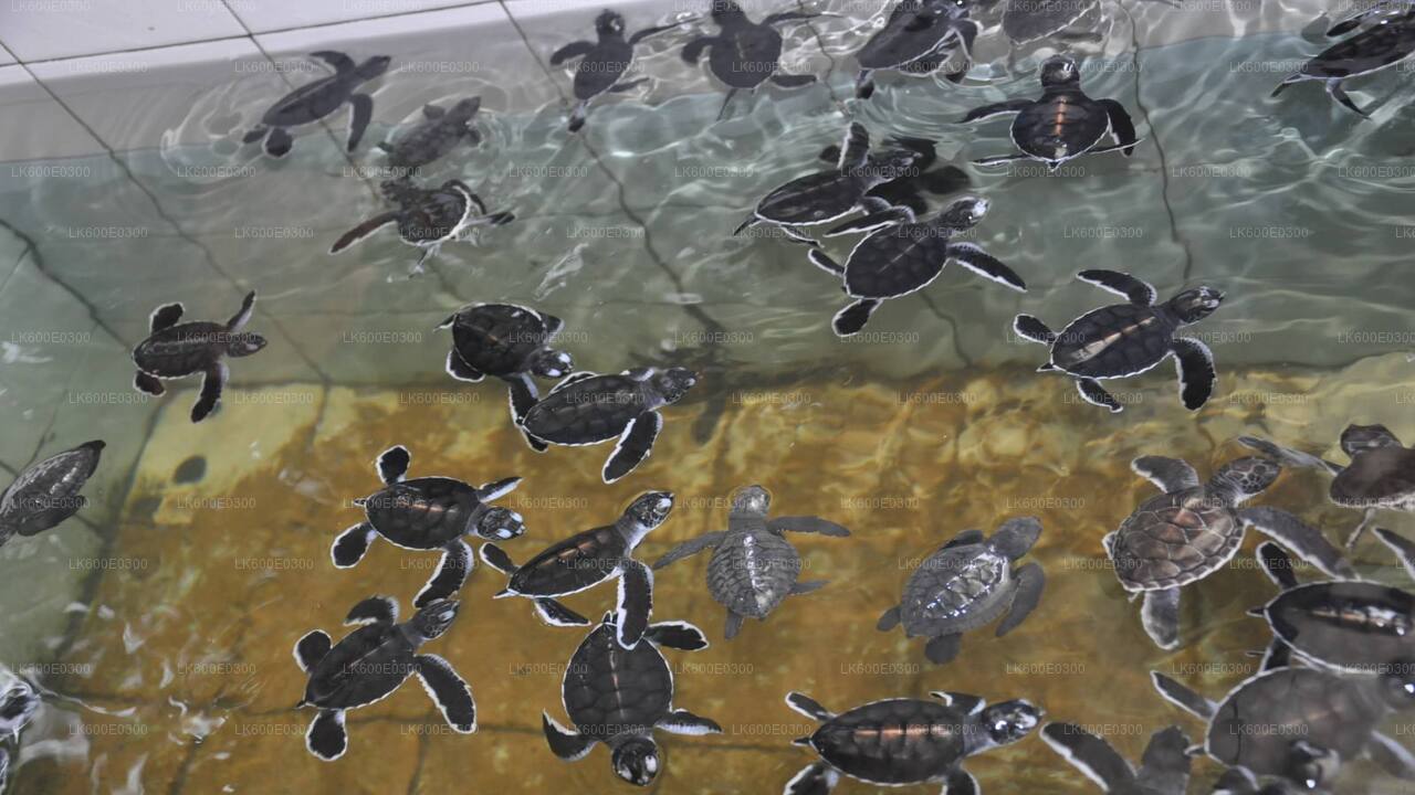 ベールワラからゴールへの海岸沿いドライブ