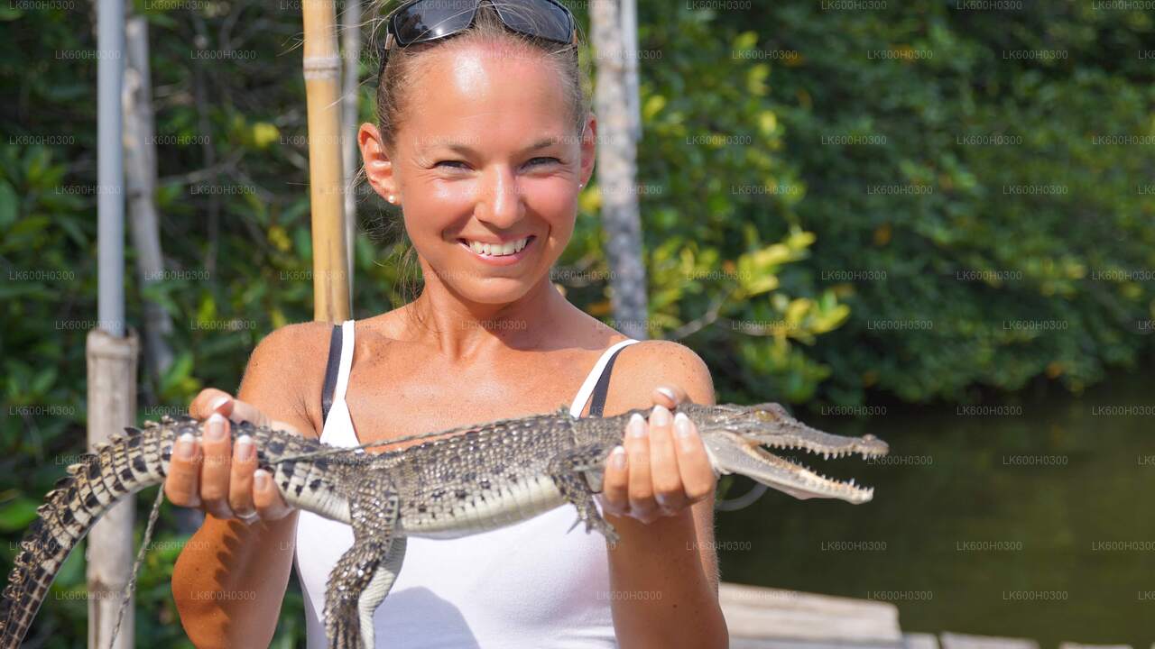 コロンボのハンドゥンゴダ、ガレ、コスゴダ