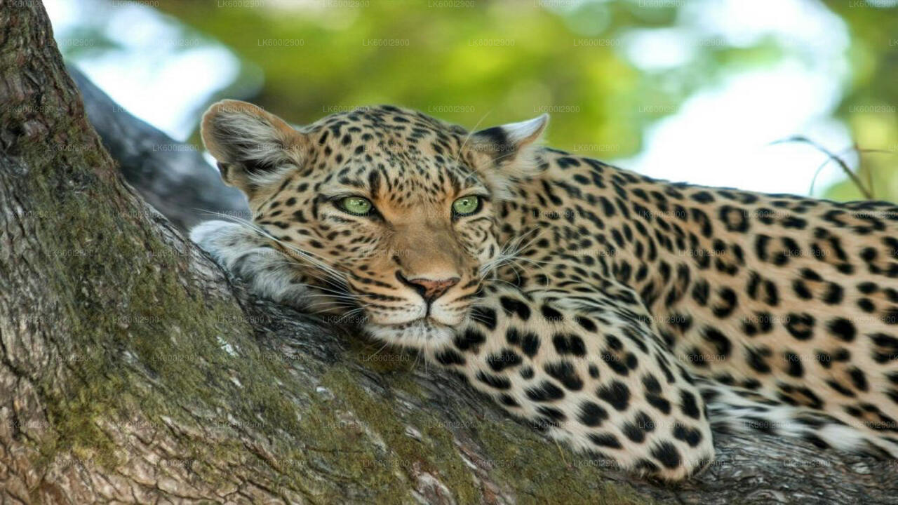ダンブッラ発ワスガムワ国立公園サファリ