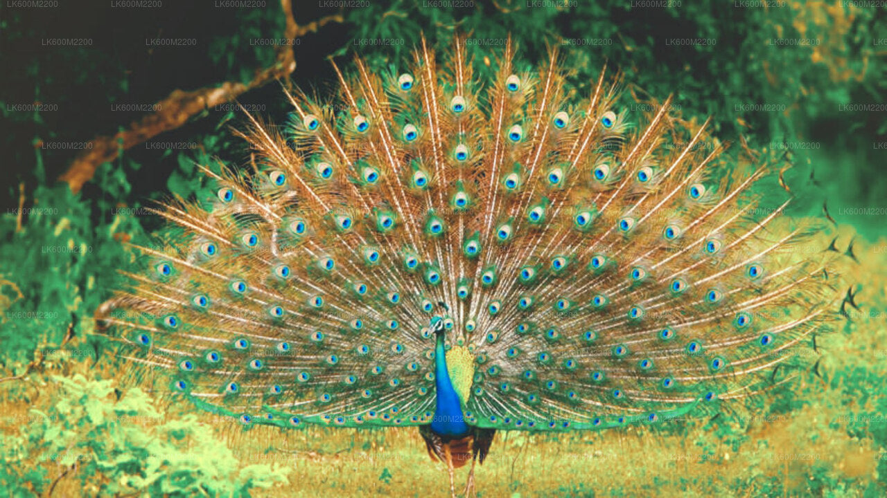エラ発ヤラ国立公園サファリ