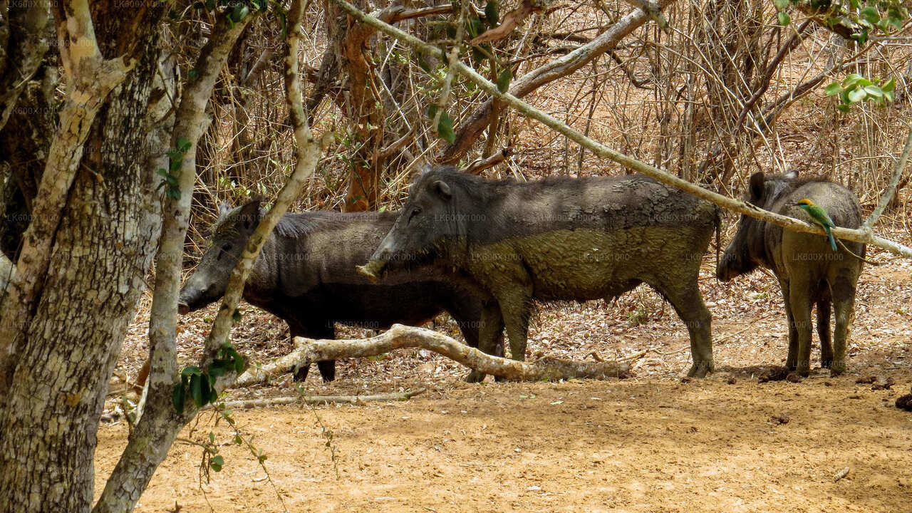 ヒッカドゥワ発ヤラ国立公園サファリ