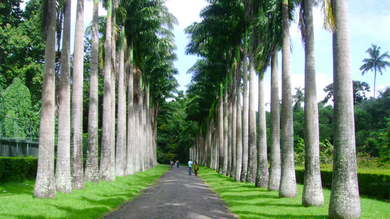 キャンディ発王立植物園と村の生活ツアー