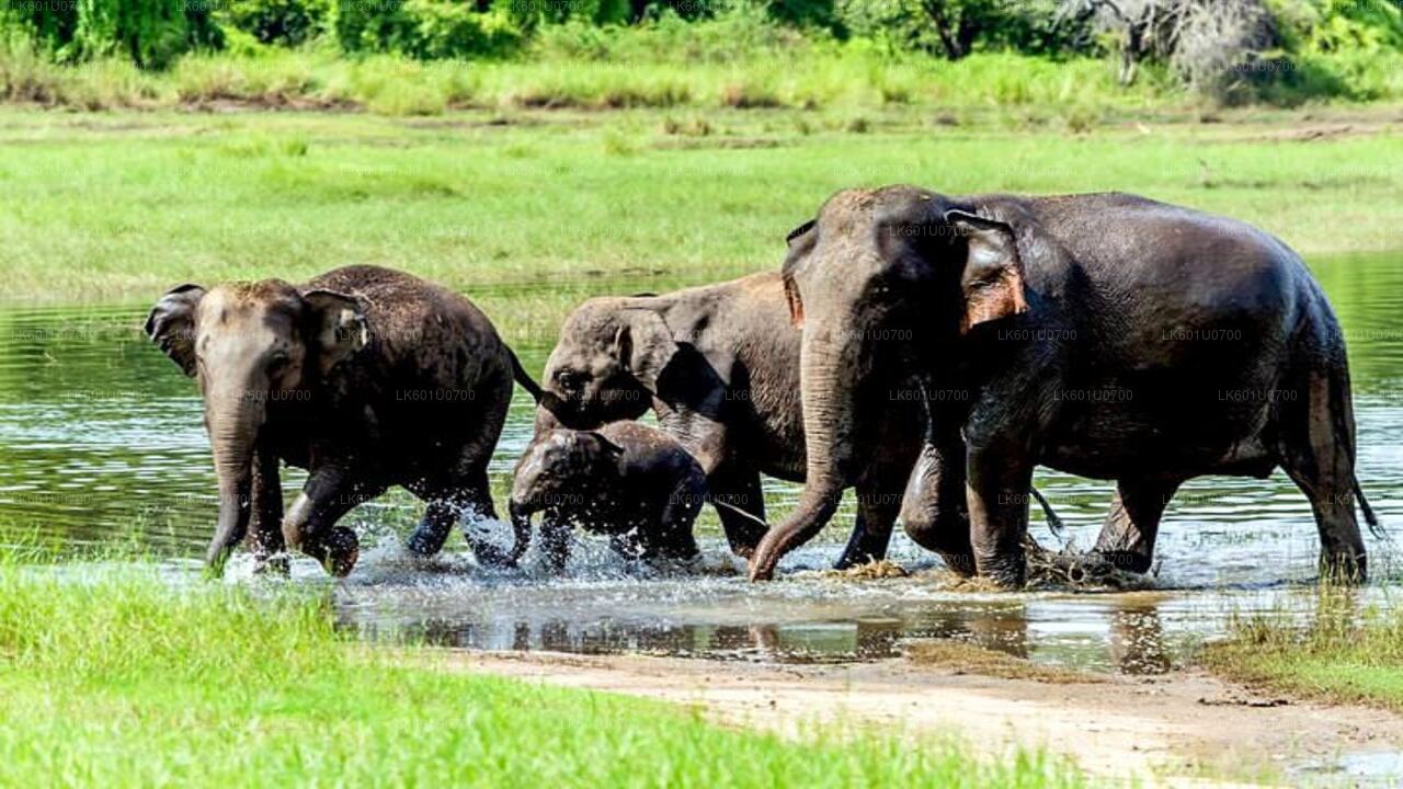 ポロンナルワ発ワスガムワ国立公園サファリ