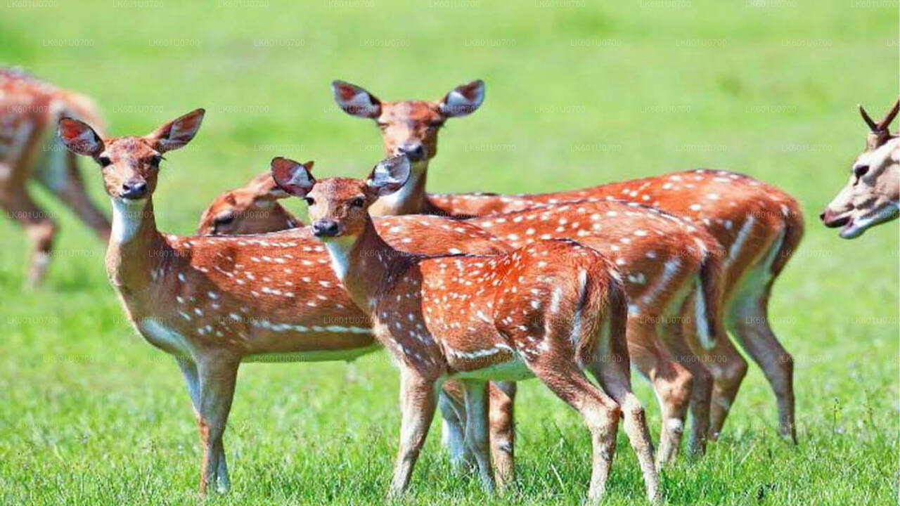 ポロンナルワ発ワスガムワ国立公園サファリ
