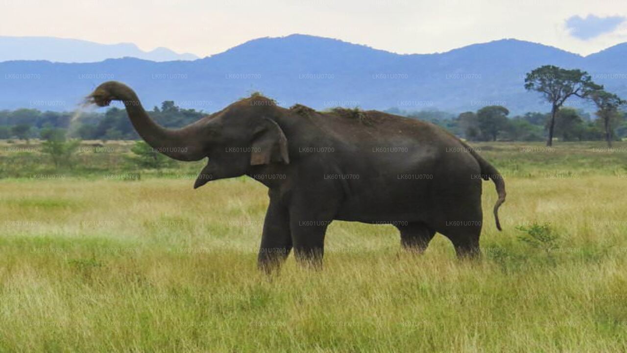 ポロンナルワ発ワスガムワ国立公園サファリ