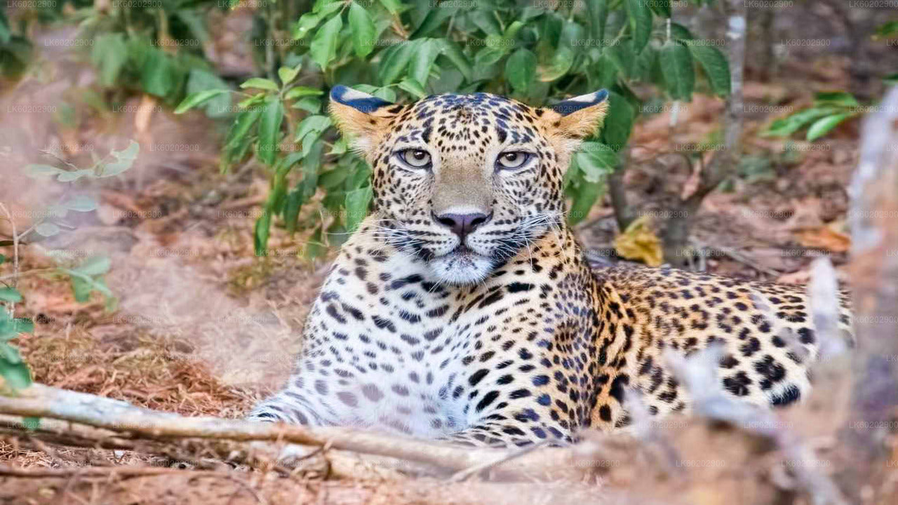 シギリヤ発ワスガムワ国立公園サファリ