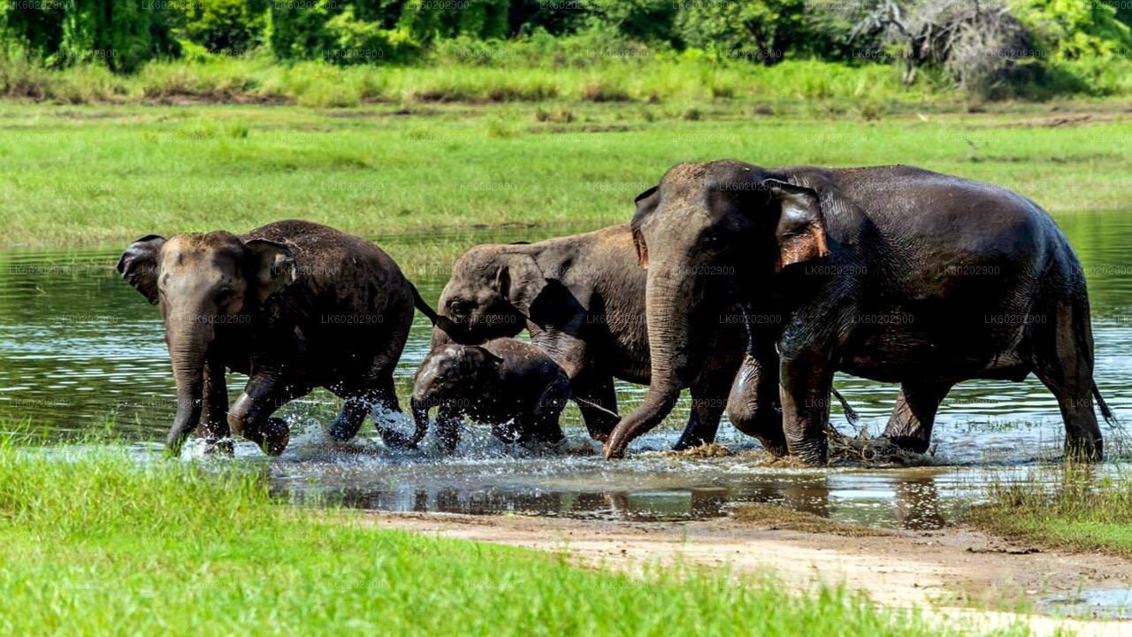 シギリヤ発ワスガムワ国立公園サファリ