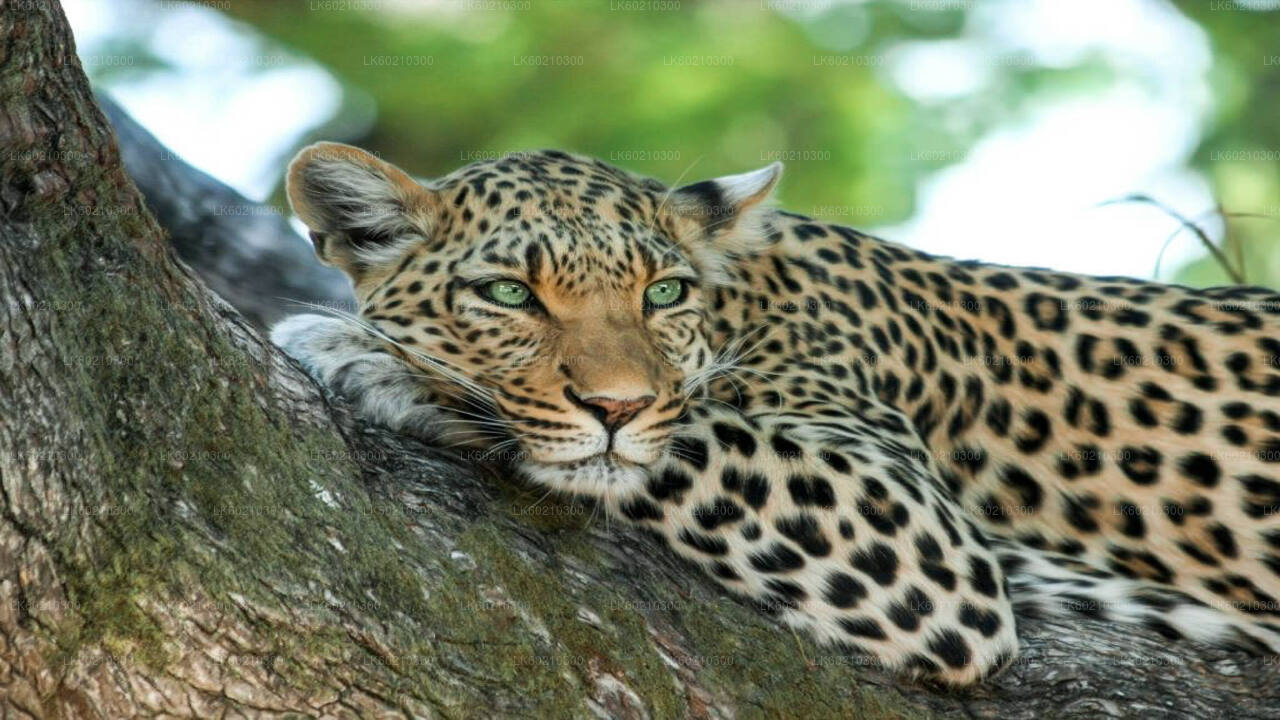 タンガラ発ヤラ国立公園サファリ