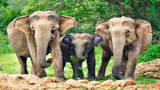 ウダワラウェ発ヤーラ国立公園サファリ
