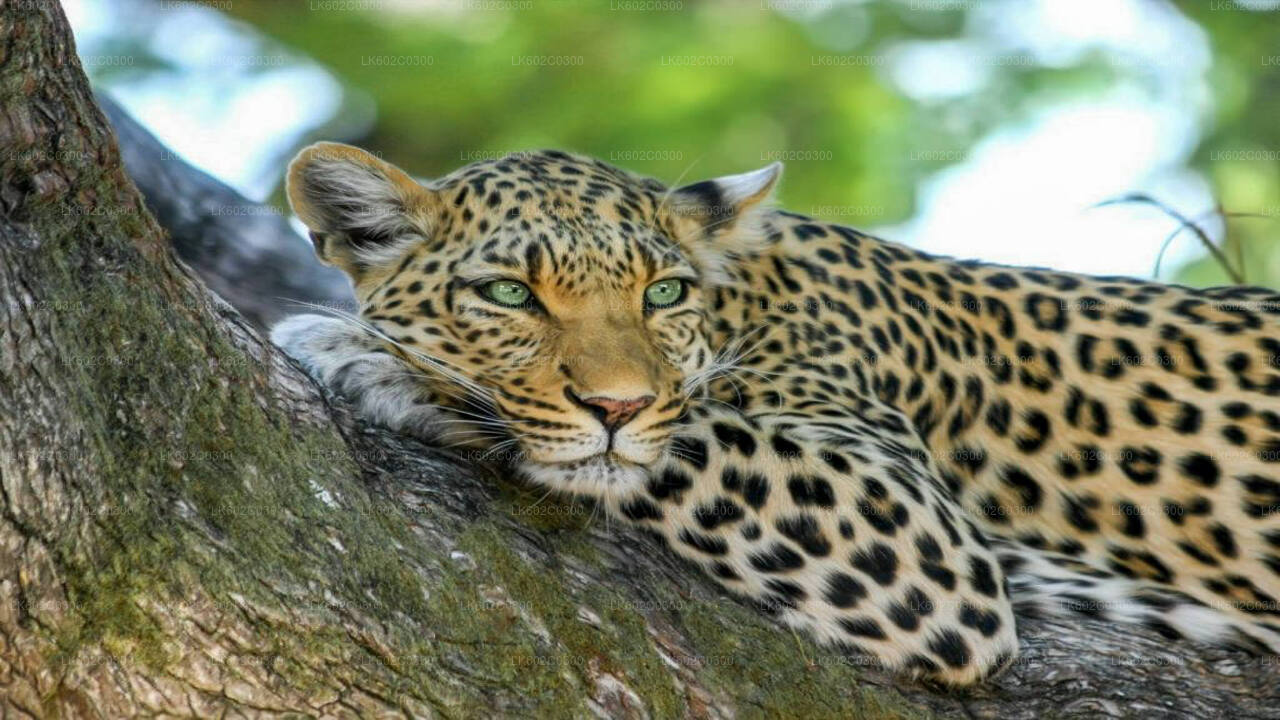 ウェリガマのヤラ国立公園サファリ