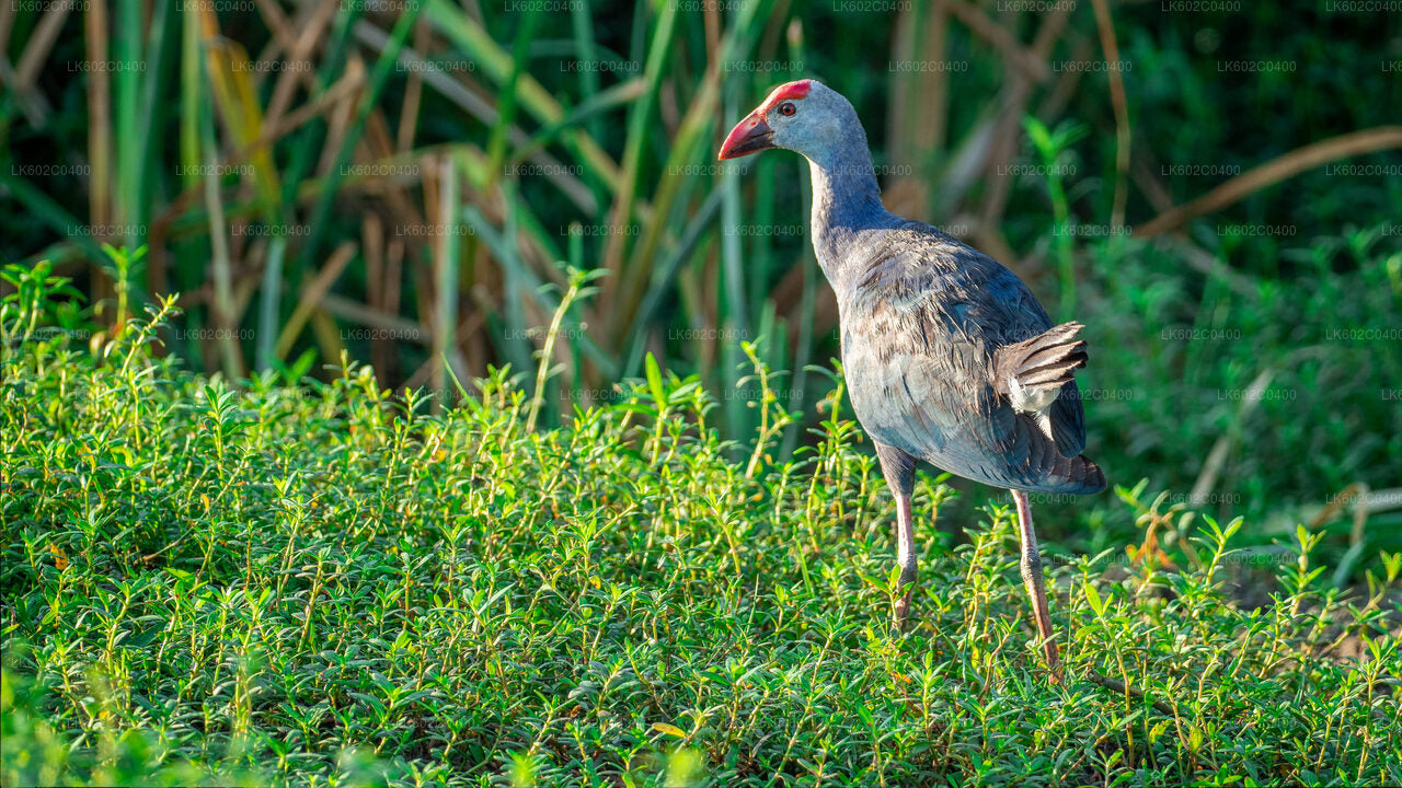 ウェリガマ発ブンダラ国立公園サファリ