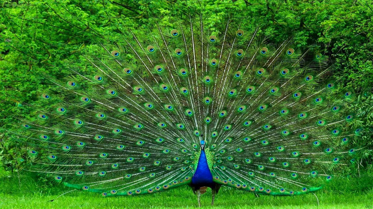ヤーラ発ウダワラウェ国立公園サファリ