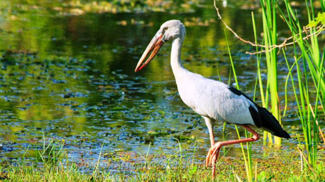 ヤーラ発ウダワラウェ国立公園サファリ