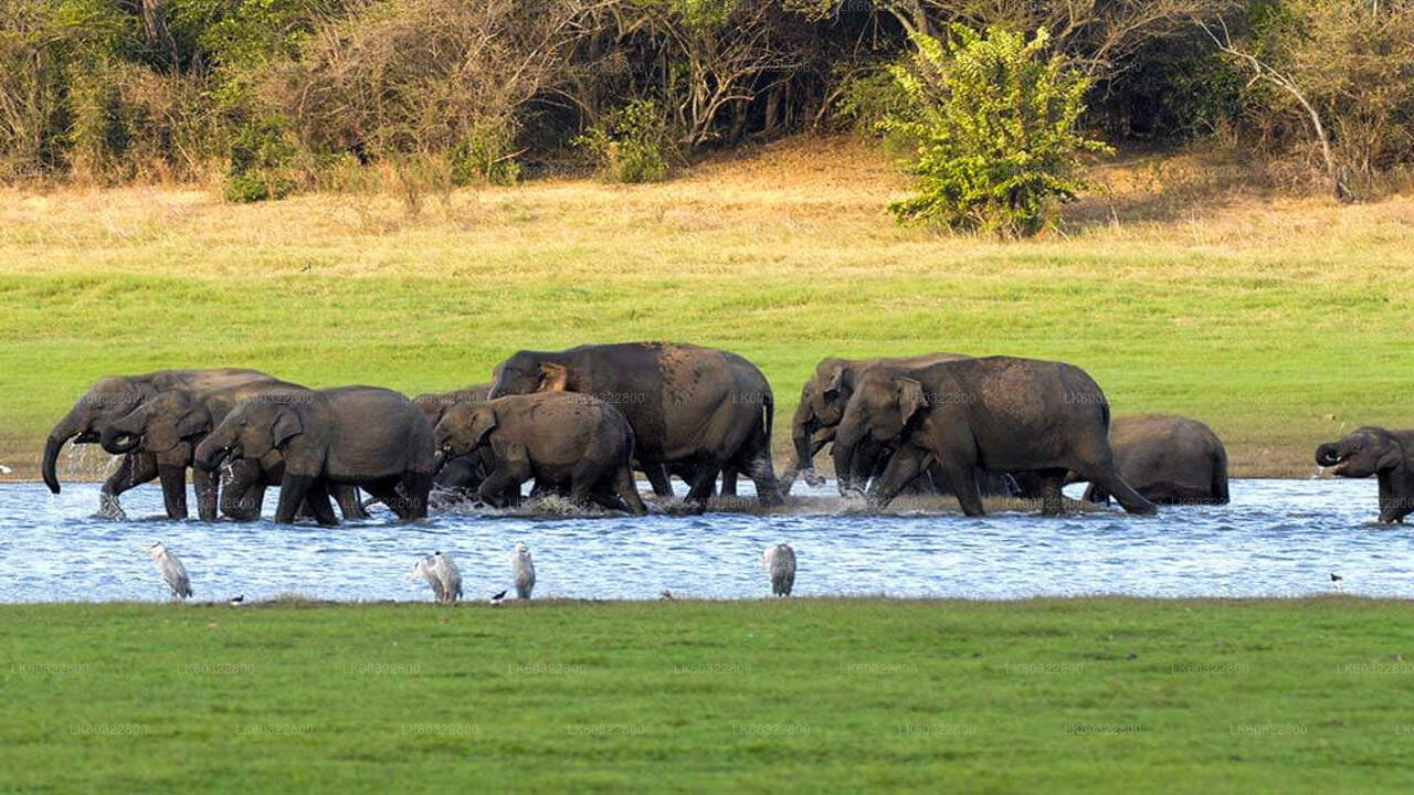ハバラナ発カウドゥラ国立公園サファリ