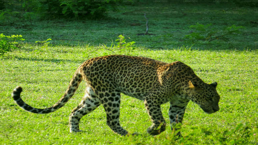 ウナワトゥナ発ヤーラ国立公園サファリ