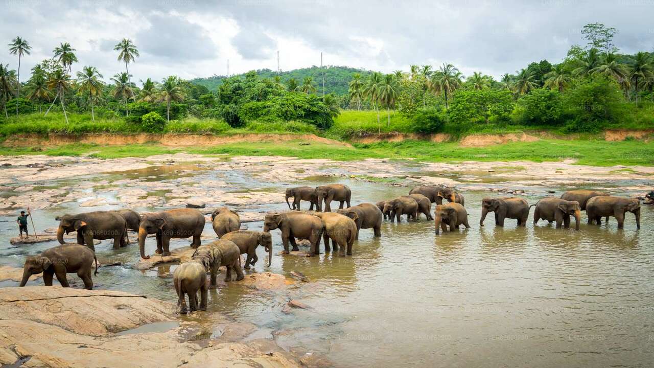 マウントラビニアのピンナワラ象孤児院