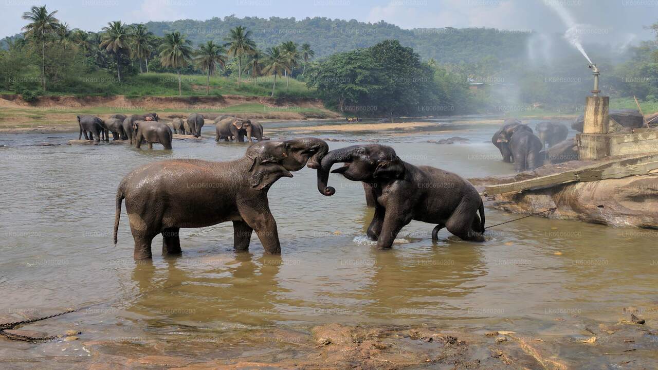 マウントラビニアのピンナワラ象孤児院