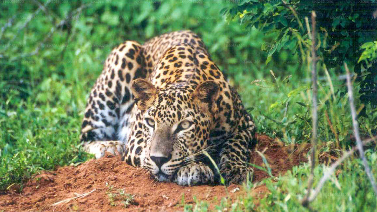 マウントラビニアからのウダワラウェ国立公園サファリ