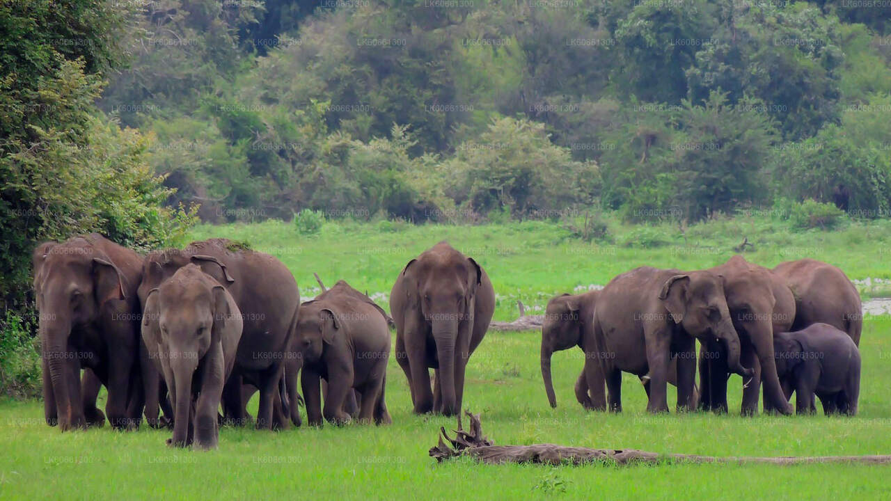 マウントラビニアからのウダワラウェ国立公園サファリ