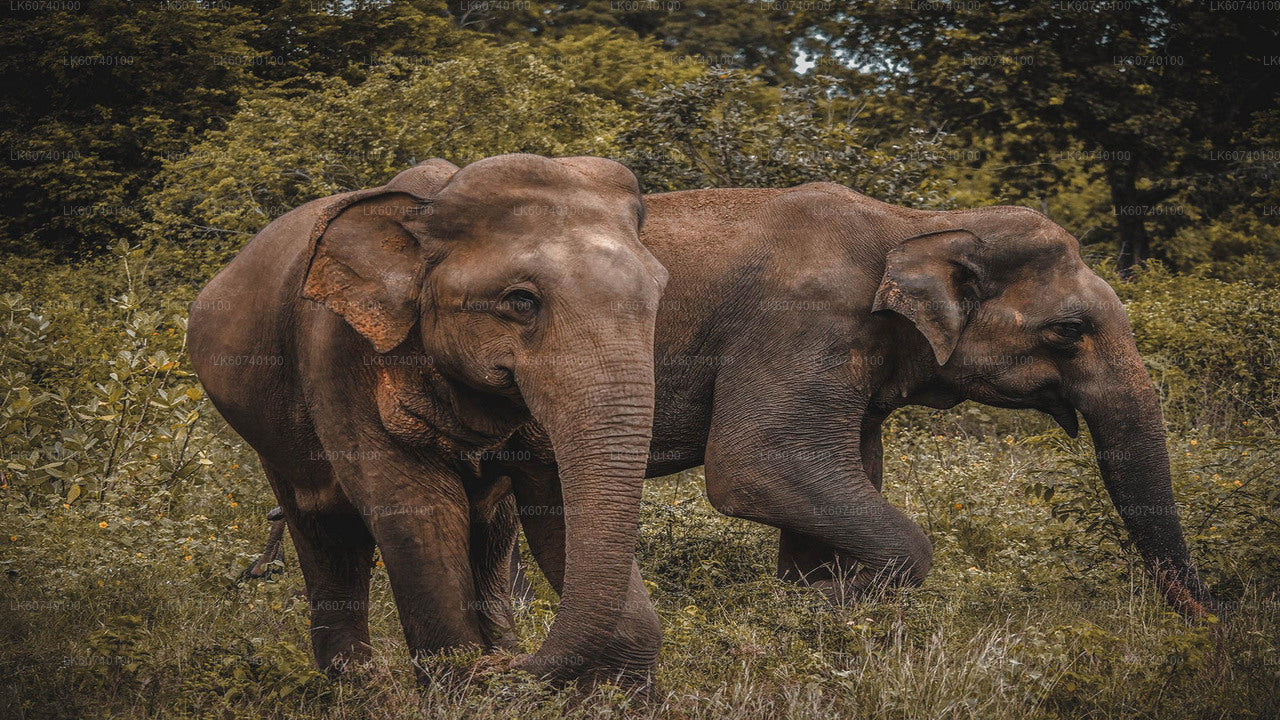 アンバランゴダ発ウダワラウェ国立公園サファリ