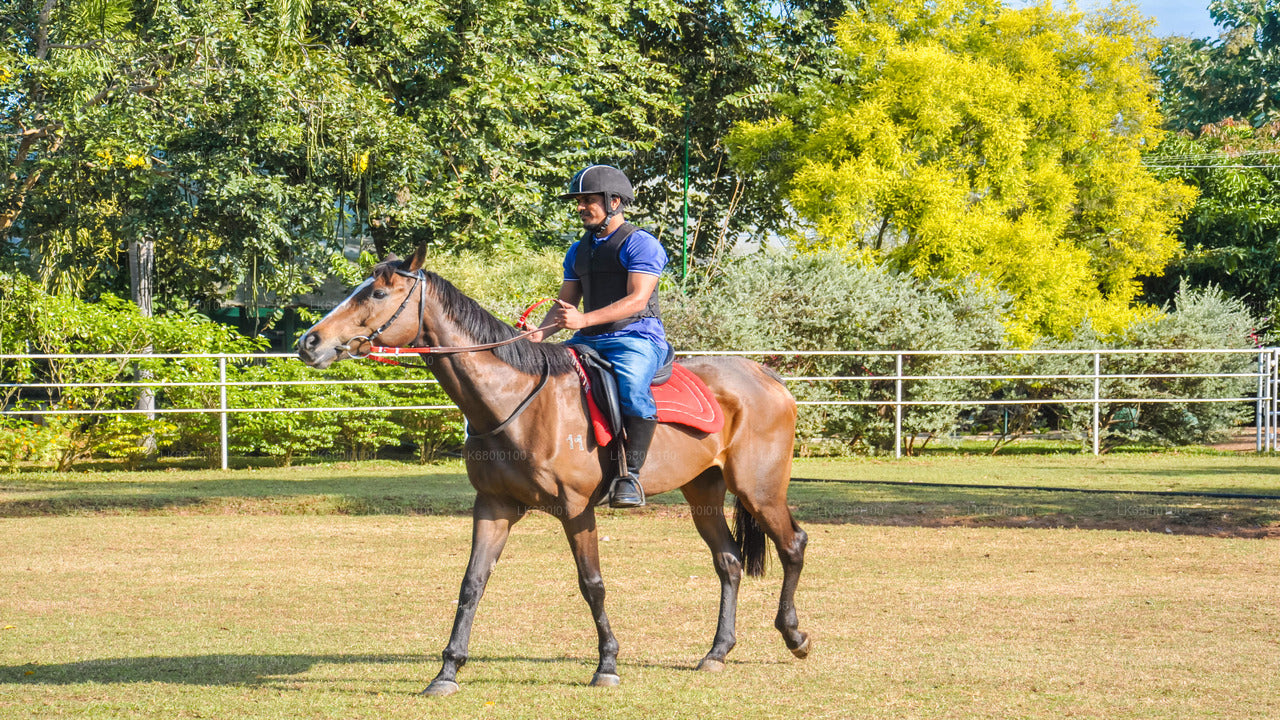 ダンブッラ発の初心者向け乗馬