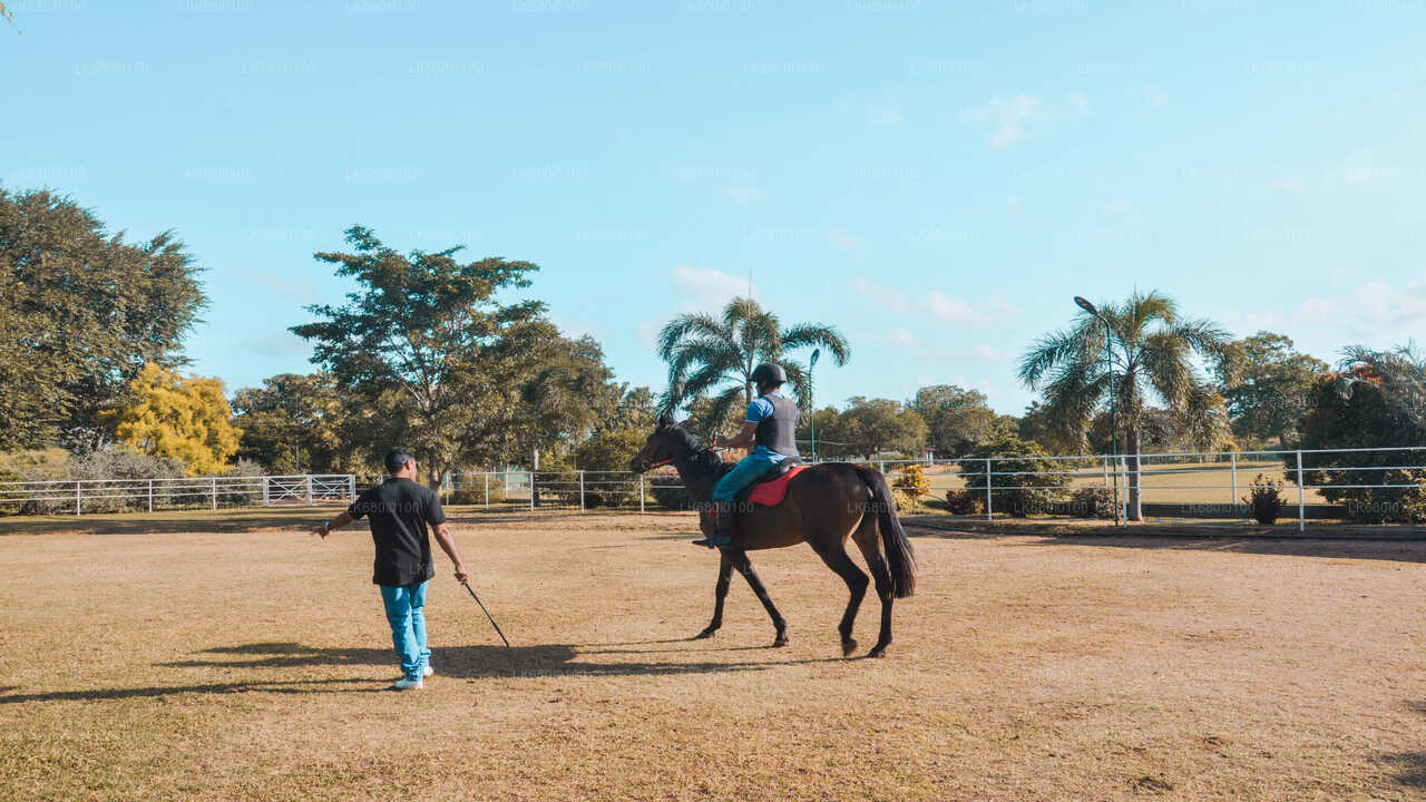 ダンブッラ発の初心者向け乗馬