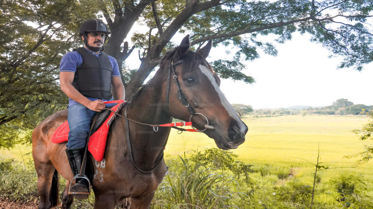 ダンブッラから村を巡る乗馬ツアー