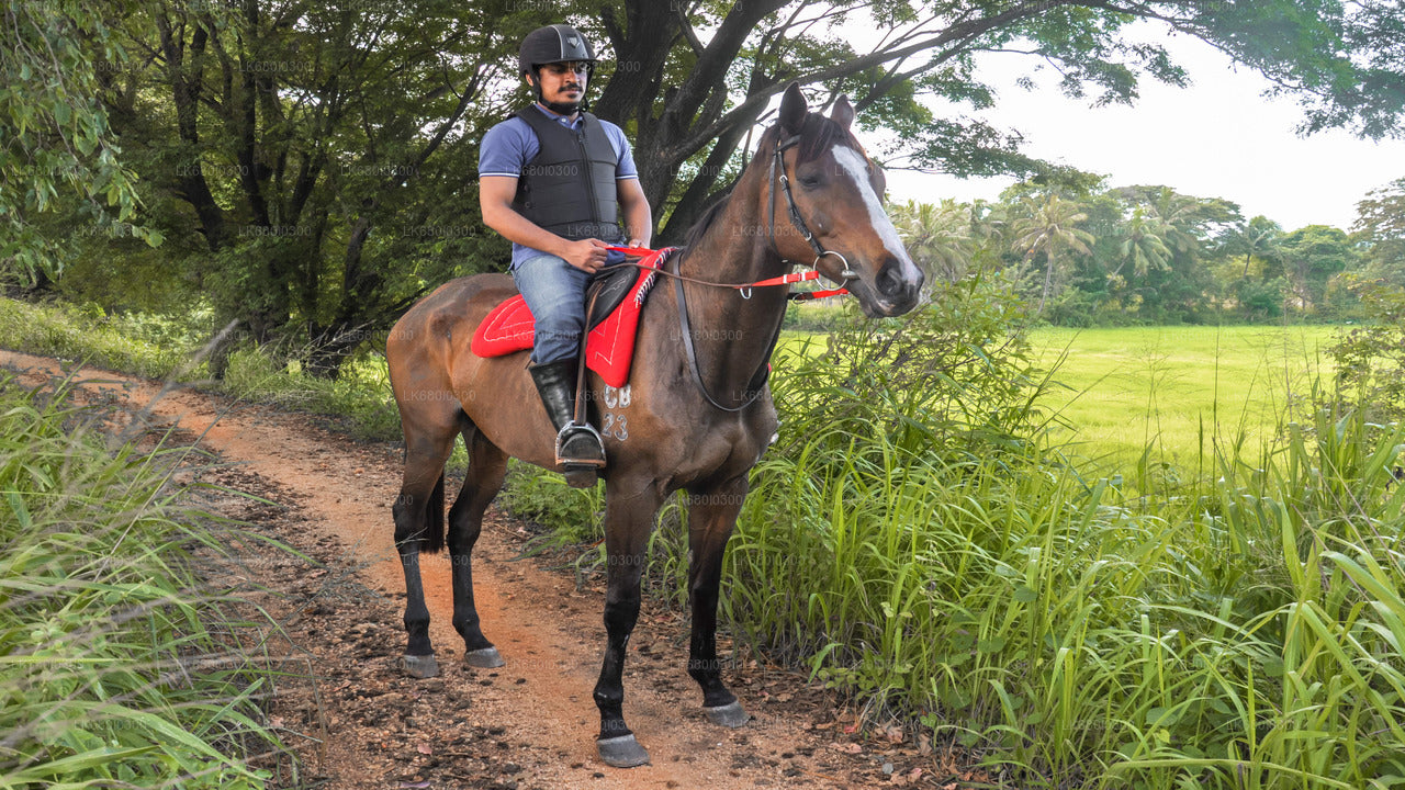 ダンブッラから村を巡る乗馬ツアー